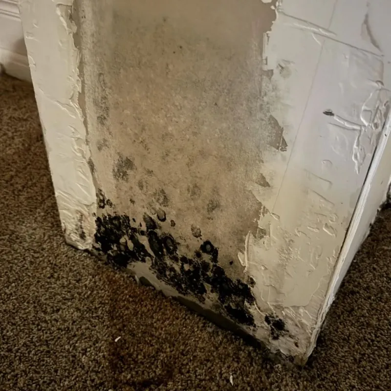 Professional Mold Removal in Frankfort, IL